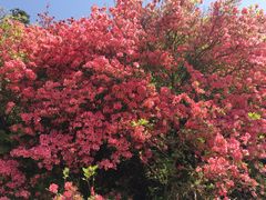 -木兰云雾山