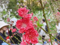 -广州市白云山风景名胜区