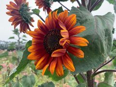 -迪茵湖田家舍生态农场