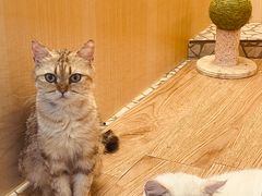 -momokira米努特·德文卷毛猫·棉花面纱犬
