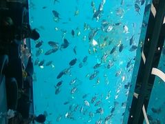-瑞德姆美人鱼海底演艺主题餐厅(亚龙湾店)