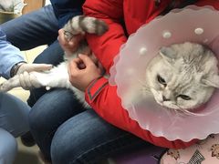 -纳吉亚猫专科动物诊疗中心(蒋宅口分院)