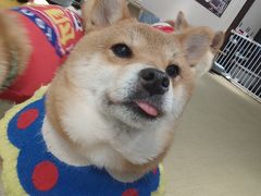 -逗柴咖啡屋·狗咖猫咖宠物桌游
