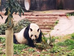 -中国大熊猫保护研究中心雅安碧峰峡基地