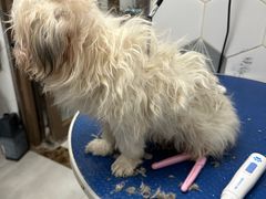 -瑞鹏宠物医院(大运分院)