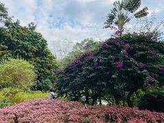 -中国科学院西双版纳热带植物园