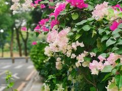 -东莞植物园