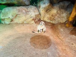 点击看大图 -宝燕乐园(闵行旗舰店)