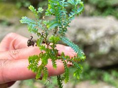 -天目山自然保护区