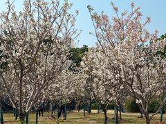 -观澜湖生态运动公社