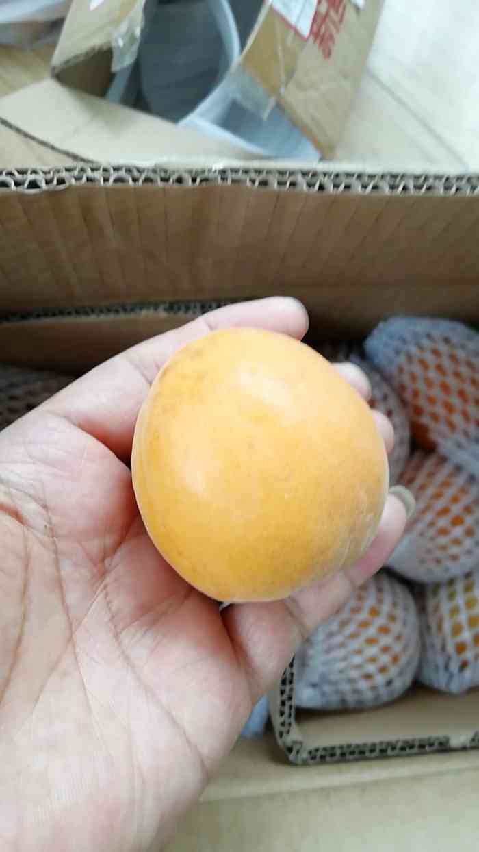 官厅石片黄杏采摘园-"今天来到石片村,这个村子全部是种大黄杏的.