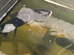 -南京金牛湖巨碗鱼头
