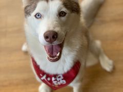 -Husky Go! 哈士奇体验馆·宠物咖啡厅狗咖