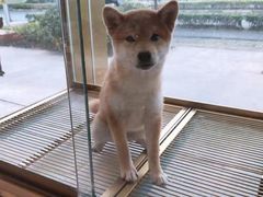 -悠尼宠物·独立低压伊珊娜洗护·美容·寄养(兰谷路店)