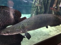 -鹿儿岛水族馆