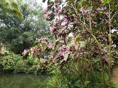 -海南热带野生动植物园