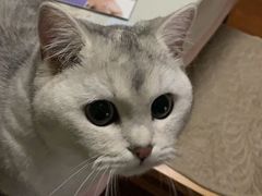 -PETKIT小佩宠物(昭化店)