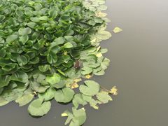 -前关湿地公园