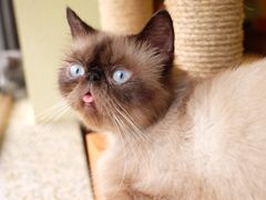 -more than meow吴止猫主题餐厅(承德 中船汇店)