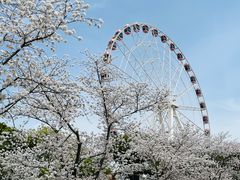 -顾村公园