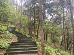 -铁山坪森林公园