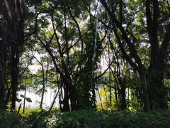 -大湾区中央湿地公园