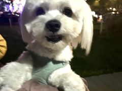 -瑞派宠物医院·中兽医专科(中央商城分院)