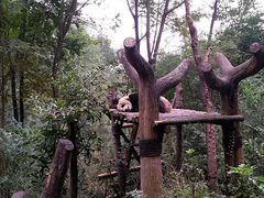 景点-成都大熊猫繁育研究基地