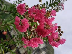 -明仕田园