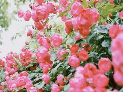 -贡湖湾湿地公园