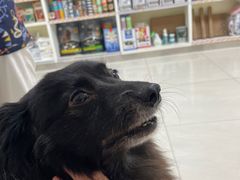 -美联众合动物医院·24h京西诊疗中心
