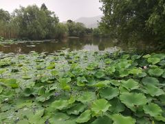 -长兴太湖图影湿地文化园
