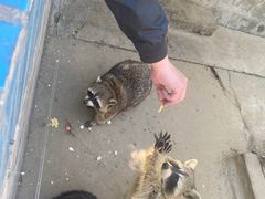 -石家庄市动物园