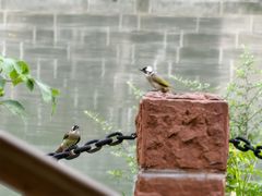 -成都市活水公园