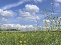 -光明小镇欢乐田园