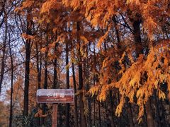 -上海海湾国家森林公园