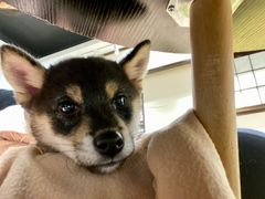 -逗柴咖啡屋·狗咖猫咖宠物桌游