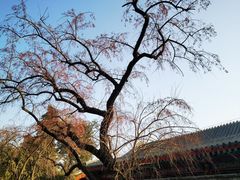 -香山公园