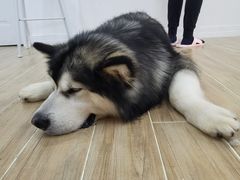 -李小姐の猫咖啡馆(五角场店)