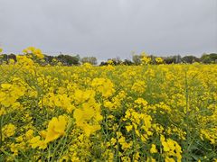 -西京湾花海