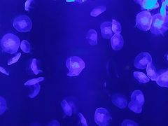 -瑞德姆美人鱼海底演艺主题餐厅(亚龙湾店)