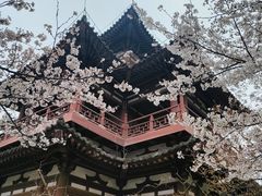 -西安青龙寺遗址景区