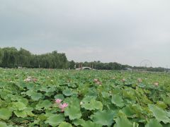 -石家庄市植物园