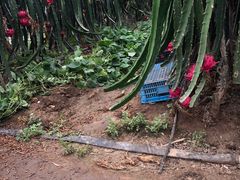 -海上花岛玫瑰园采摘