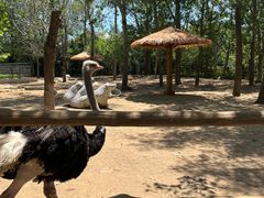 -大连森林动物园