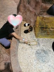 点击看大图 -宝燕乐园(闵行旗舰店)