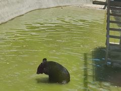 -栾川竹海野生动物园