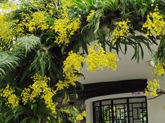 -深圳仙湖植物园