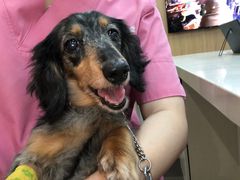 -爱妮康宠物医院·干细胞免疫细胞·肿瘤·心脏(张江店)