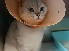 -伟伟宠物医院·CT影像中心·瑞派犬猫综合性门诊(汉口总院)